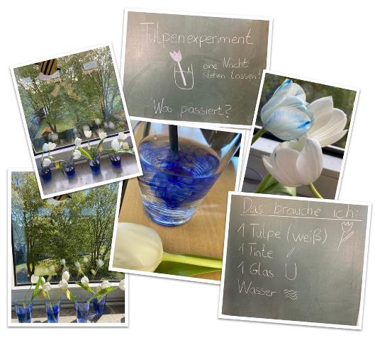 Tulpe